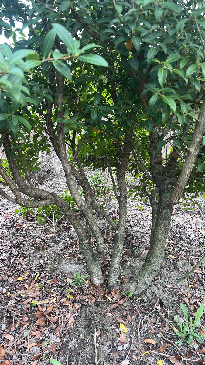 Osmanthus burkwoodii op stam stam