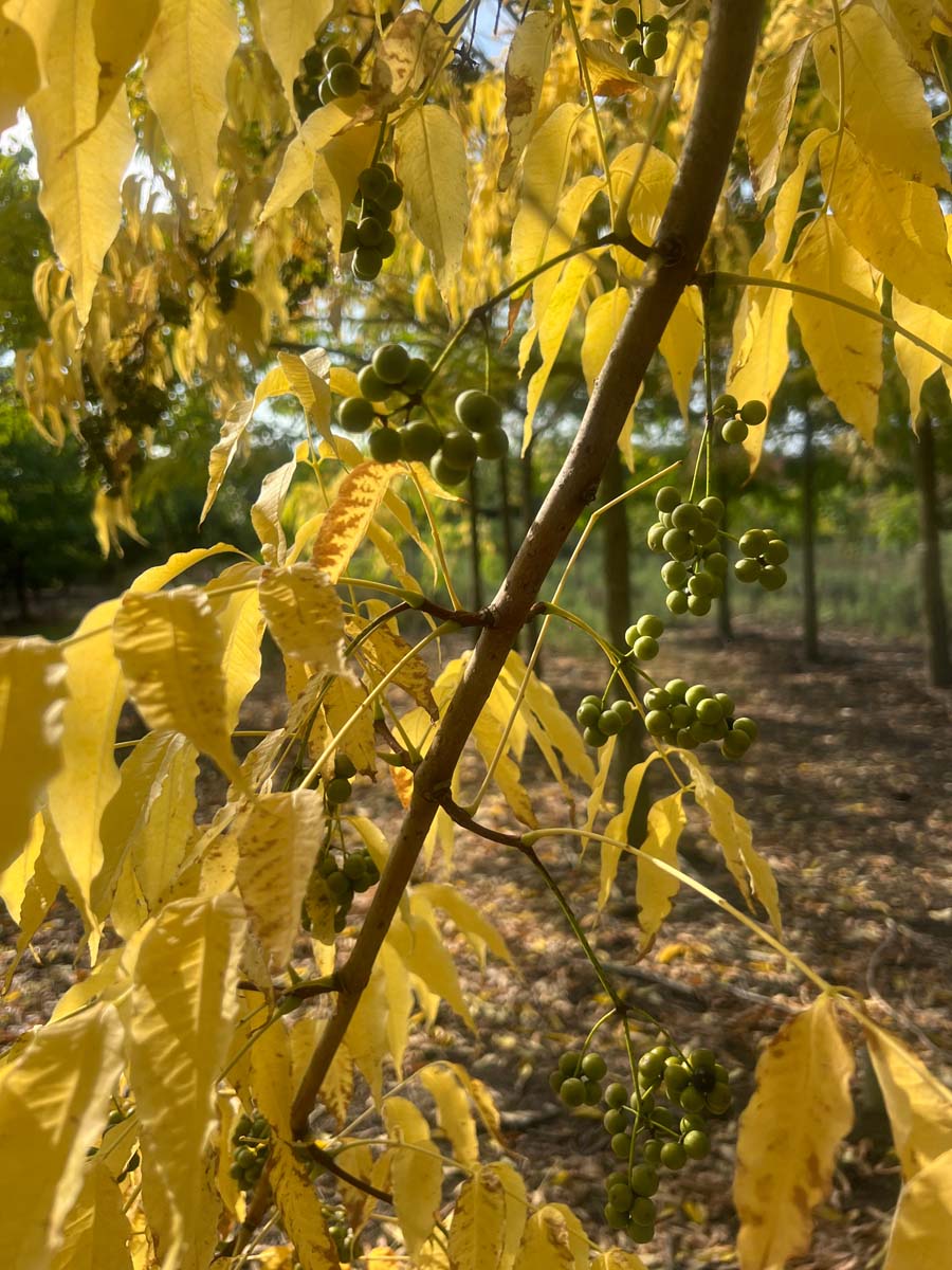 Phellodendron amurense Tuinplanten herfstkleur