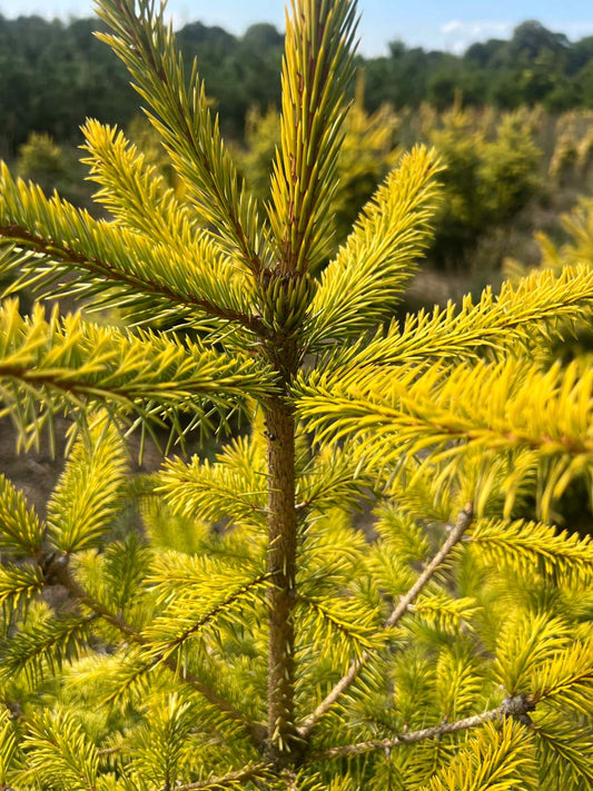 Picea sitchensis 'Aurea' Tuinplanten naald