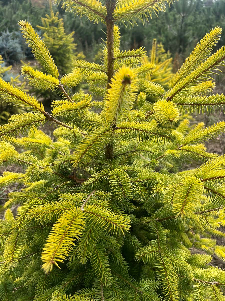 Picea sitchensis 'Aurea' naalden