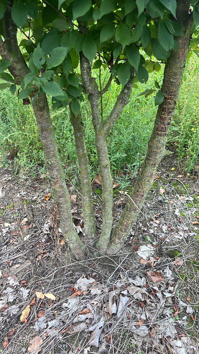 Prunus nipponica 'Ruby' op stam stam