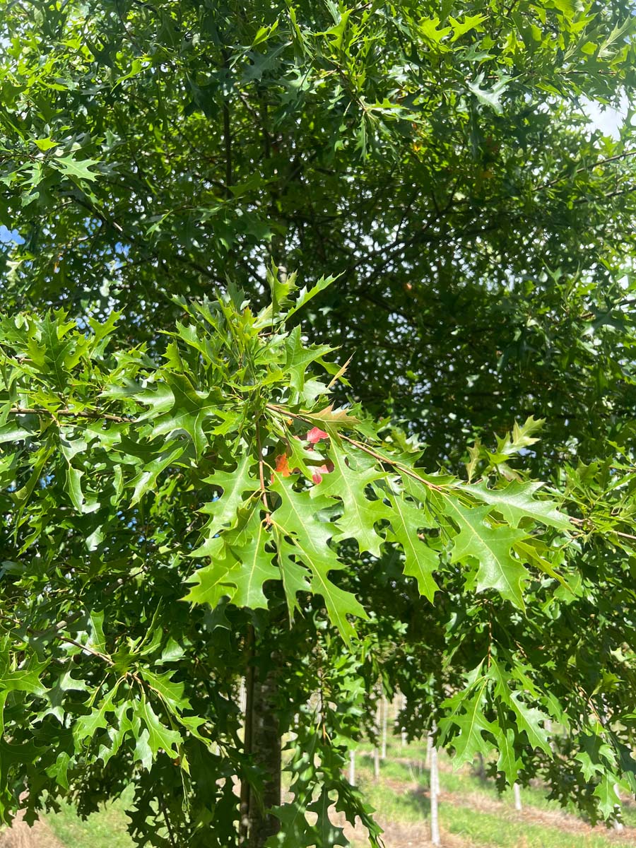 Quercus palustris op stam kroon
