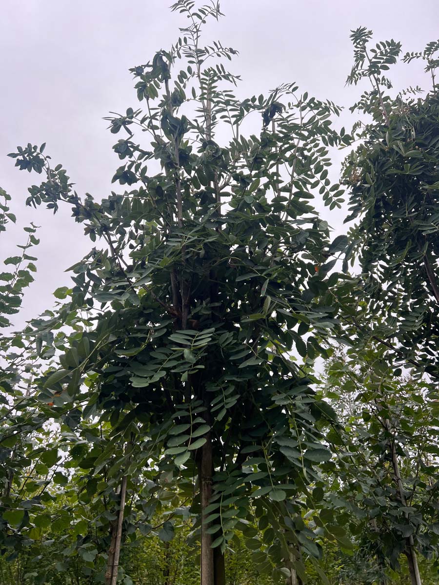 Sorbus hupehensis Tuinplanten kroon