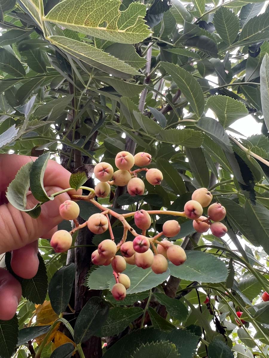 Sorbus hupehensis Tuinplanten vrucht
