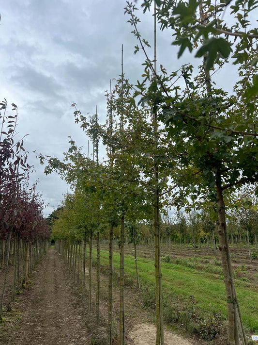 Acer campestre 'Evenley Red' op stam op stam