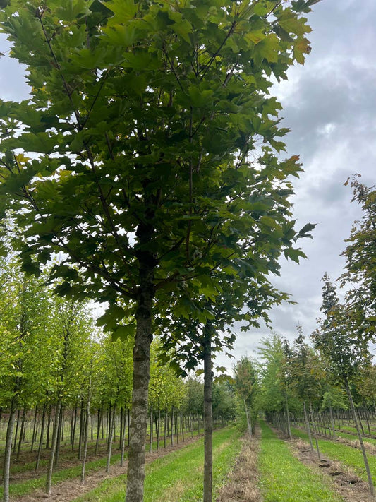 Acer platanoides 'Fairview' op stam op stam