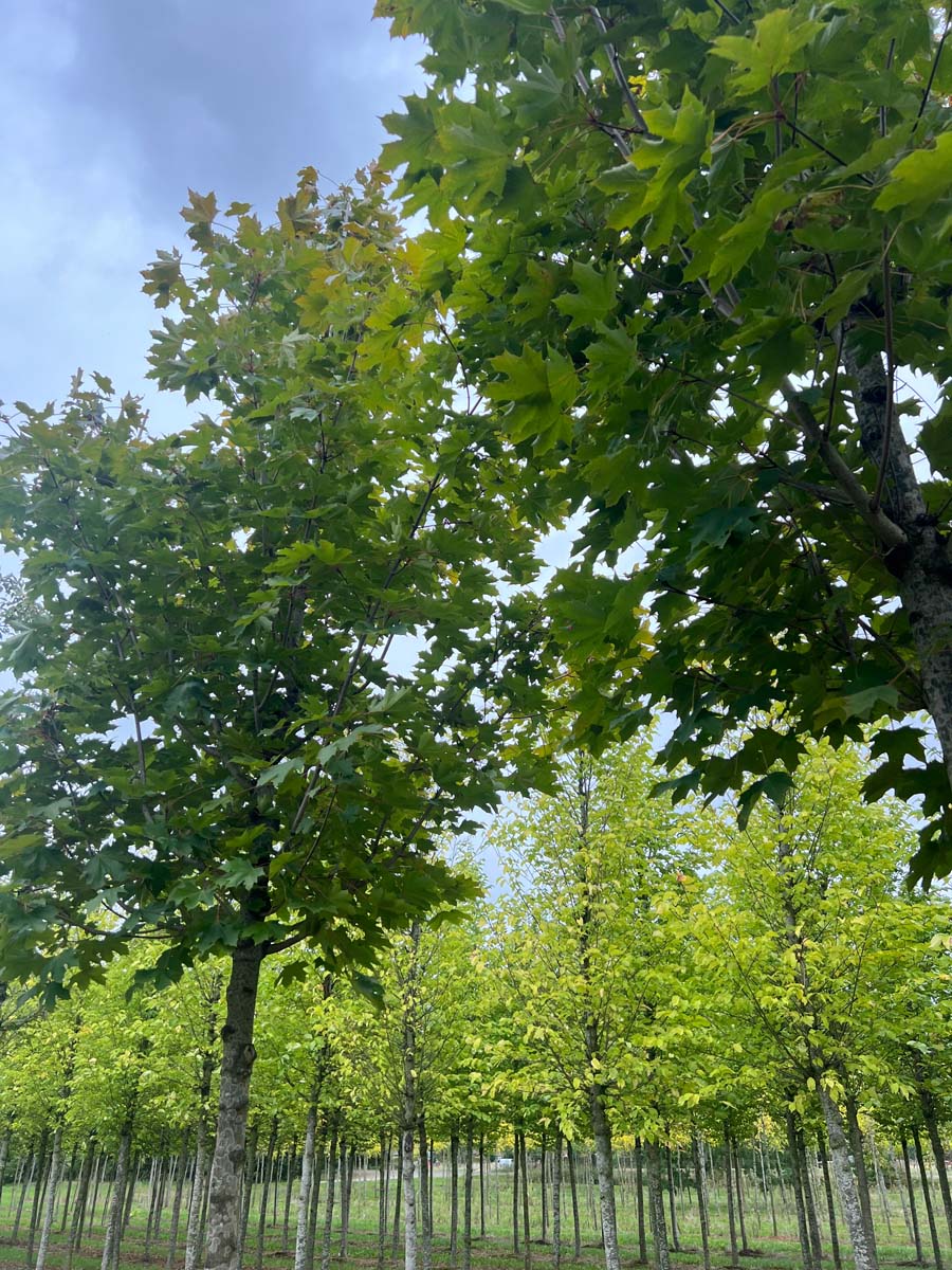 Acer platanoides 'Fairview' op stam op stam