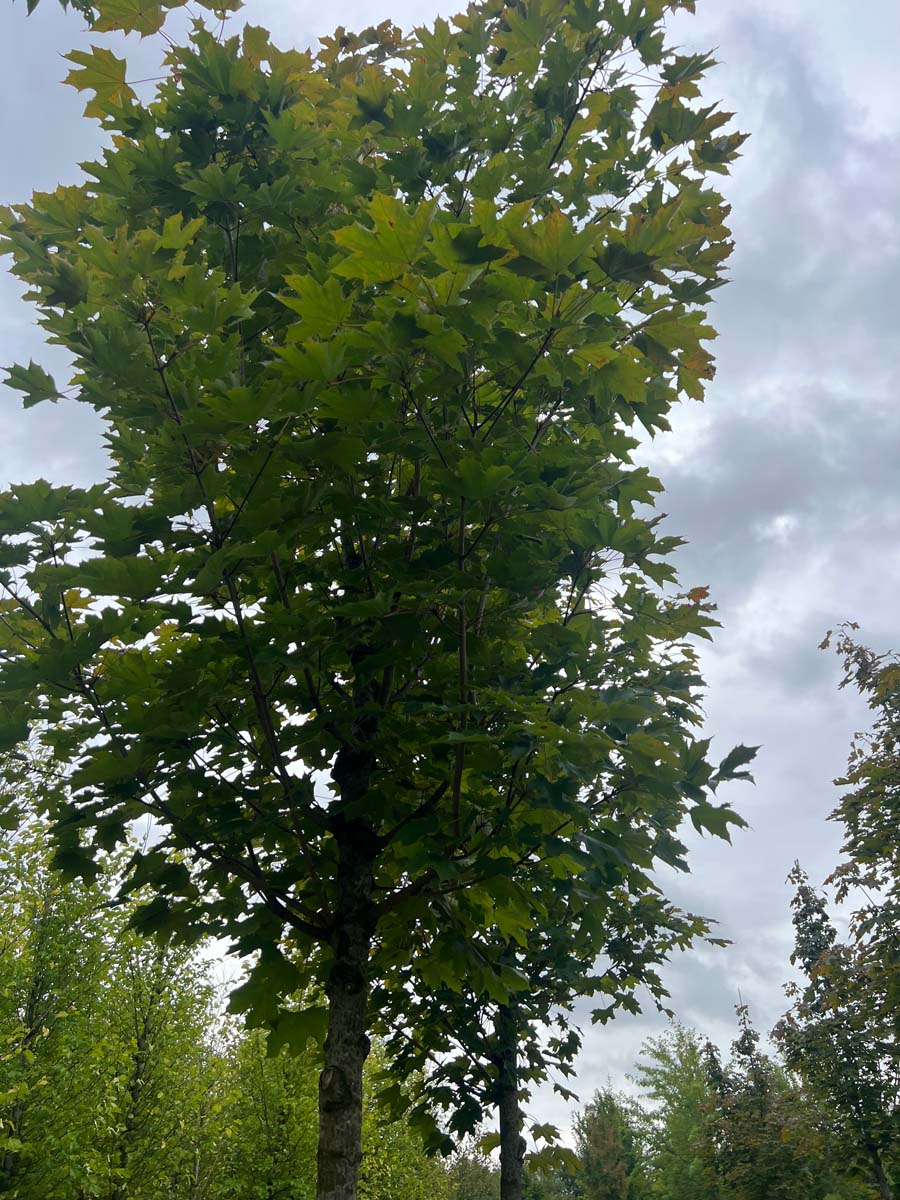 Acer platanoides 'Fairview' op stam op stam