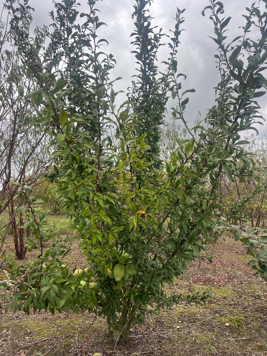 Chaenomeles cathayensis meerstammig / struik struik