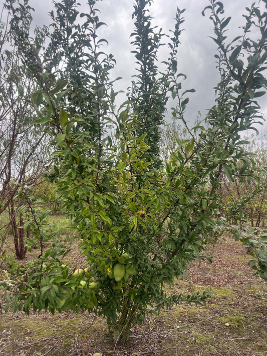 Chaenomeles cathayensis meerstammig / struik struik