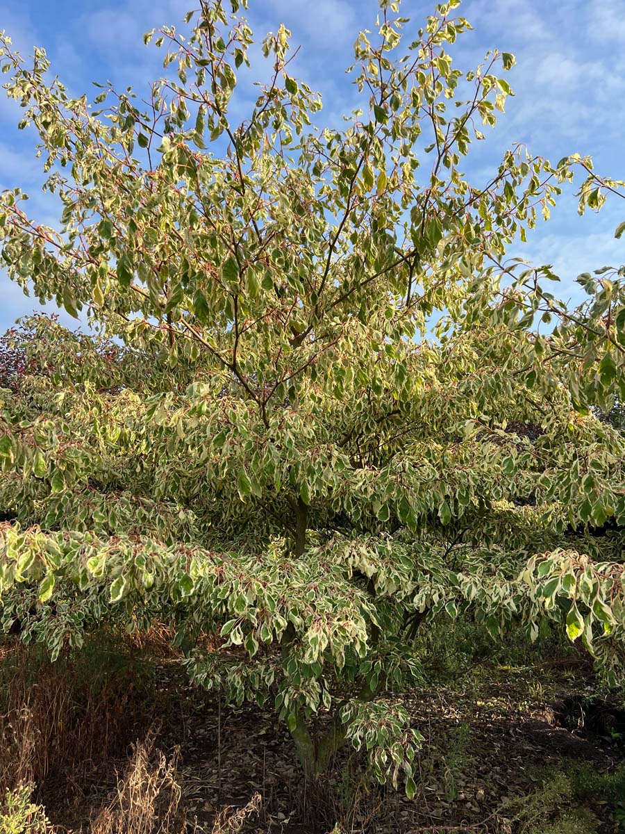 Cornus controversa 'Variegata' meerstammig / struik struik
