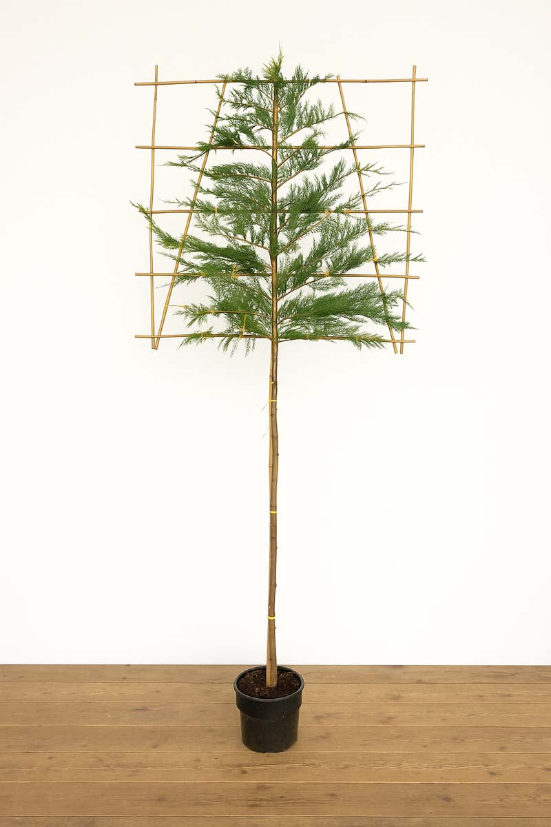 Cupressocyparis leylandii leiboom leiboom