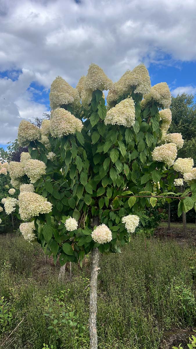 Hydrangea paniculata 'Limelight' op stam op stam