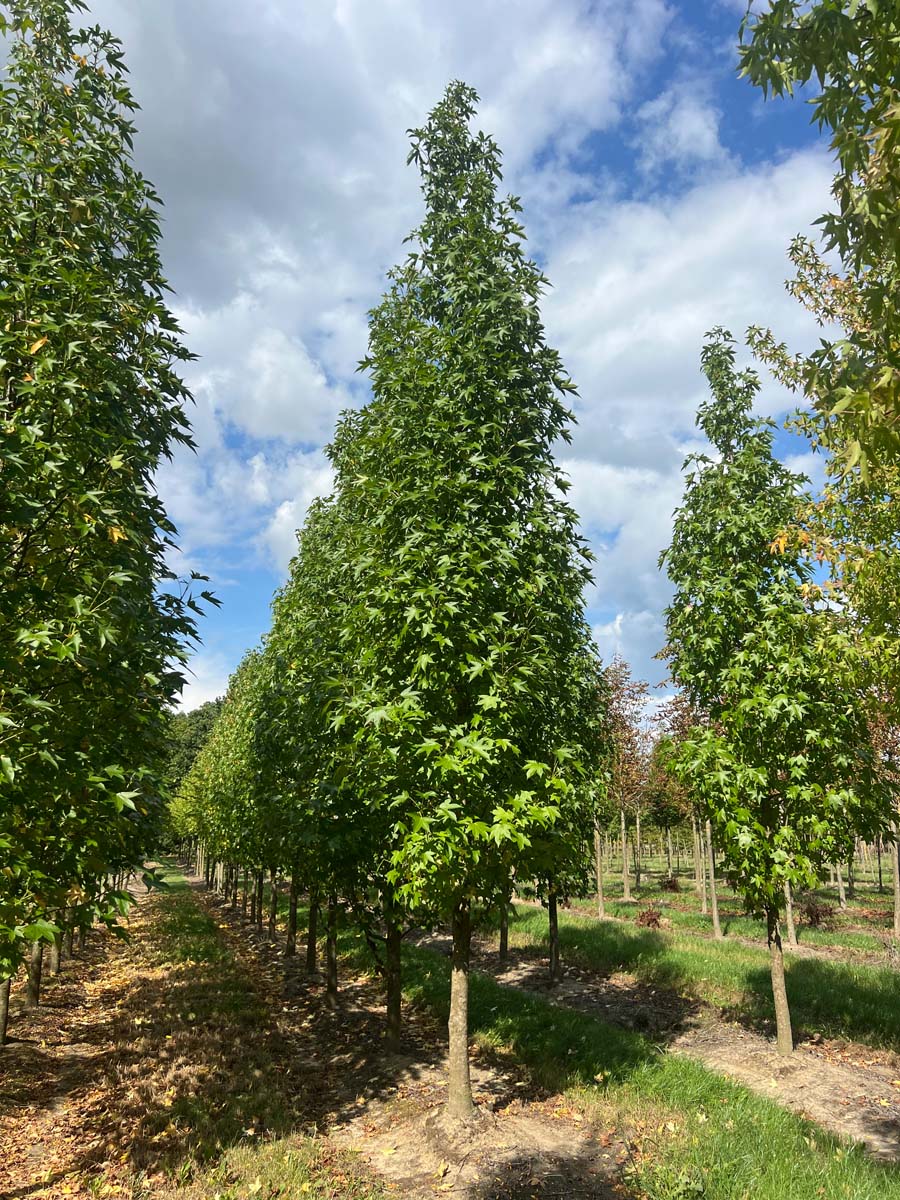 Liquidambar styraciflua 'Simone' op stam op stam
