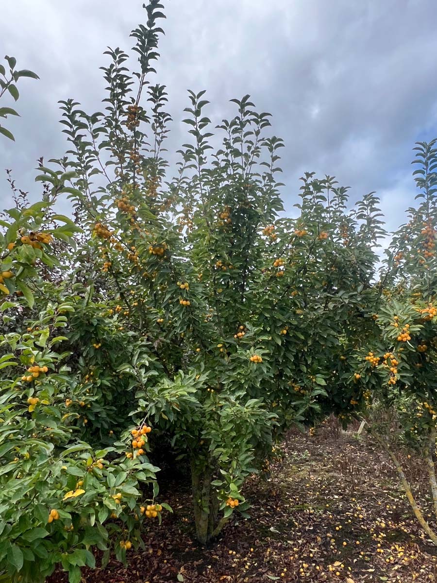 Malus 'Golden Henry' meerstammig / struik meerstammig