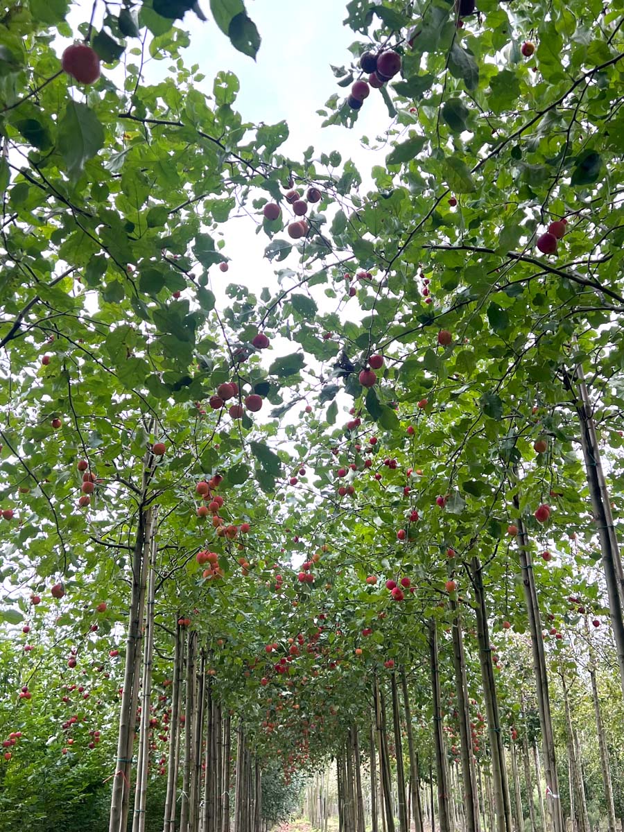 Malus 'Hyslop' op stam op stam