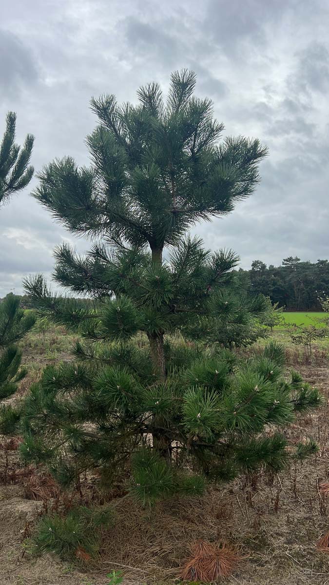 Pinus nigra solitair solitair