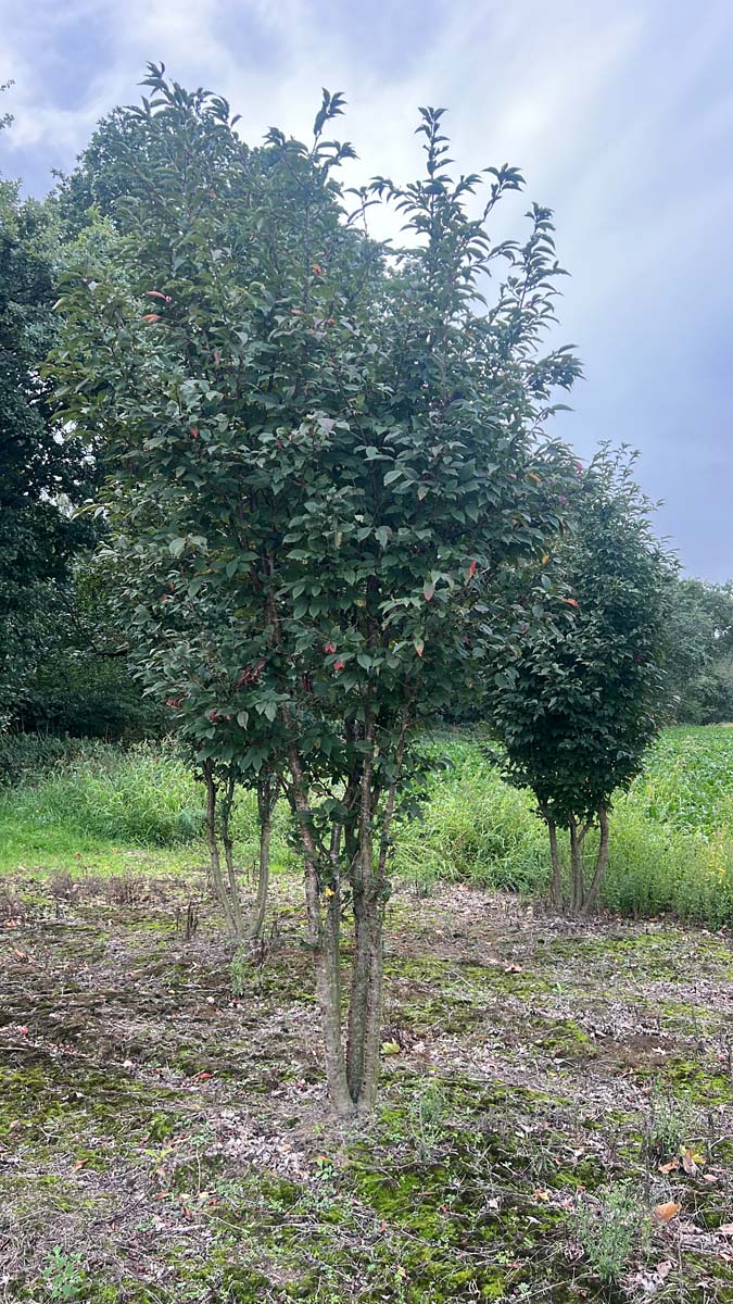 Prunus nipponica 'Ruby' meerstammig / struik struik