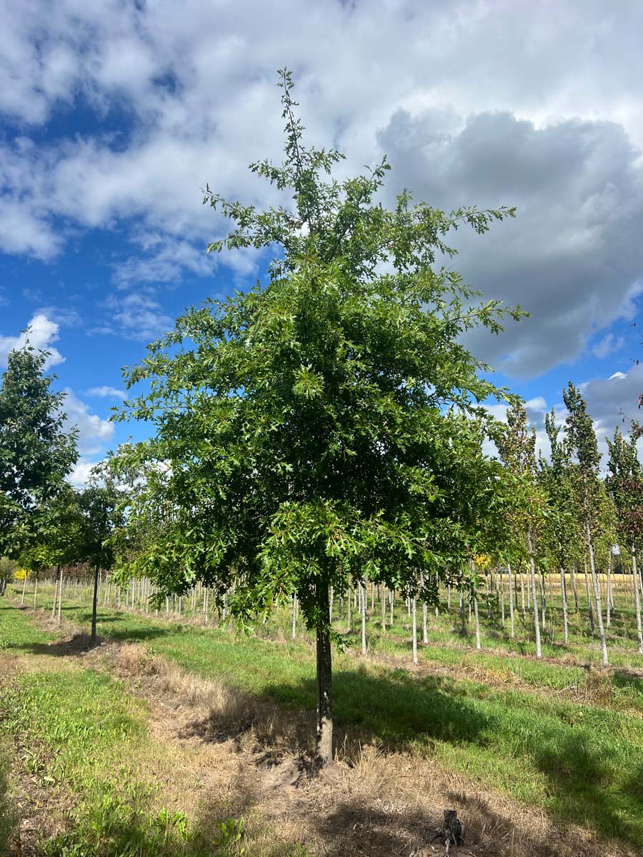 Quercus palustris op stam op stam