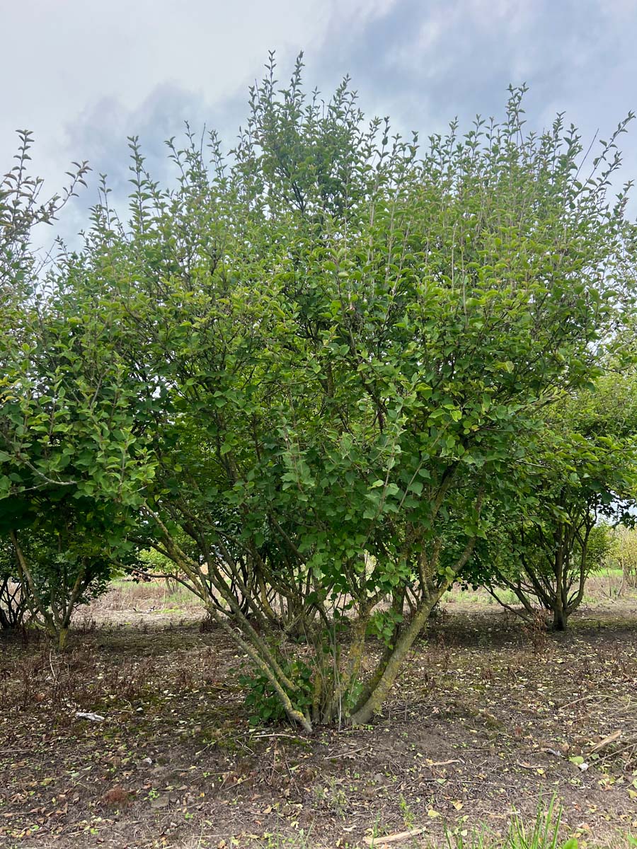 Syringa 'Josée' meerstammig / struik struik