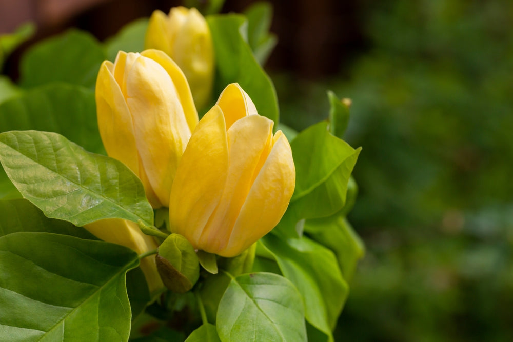 Magnolia brooklynensis 'Yellow Bird' op stam bloem