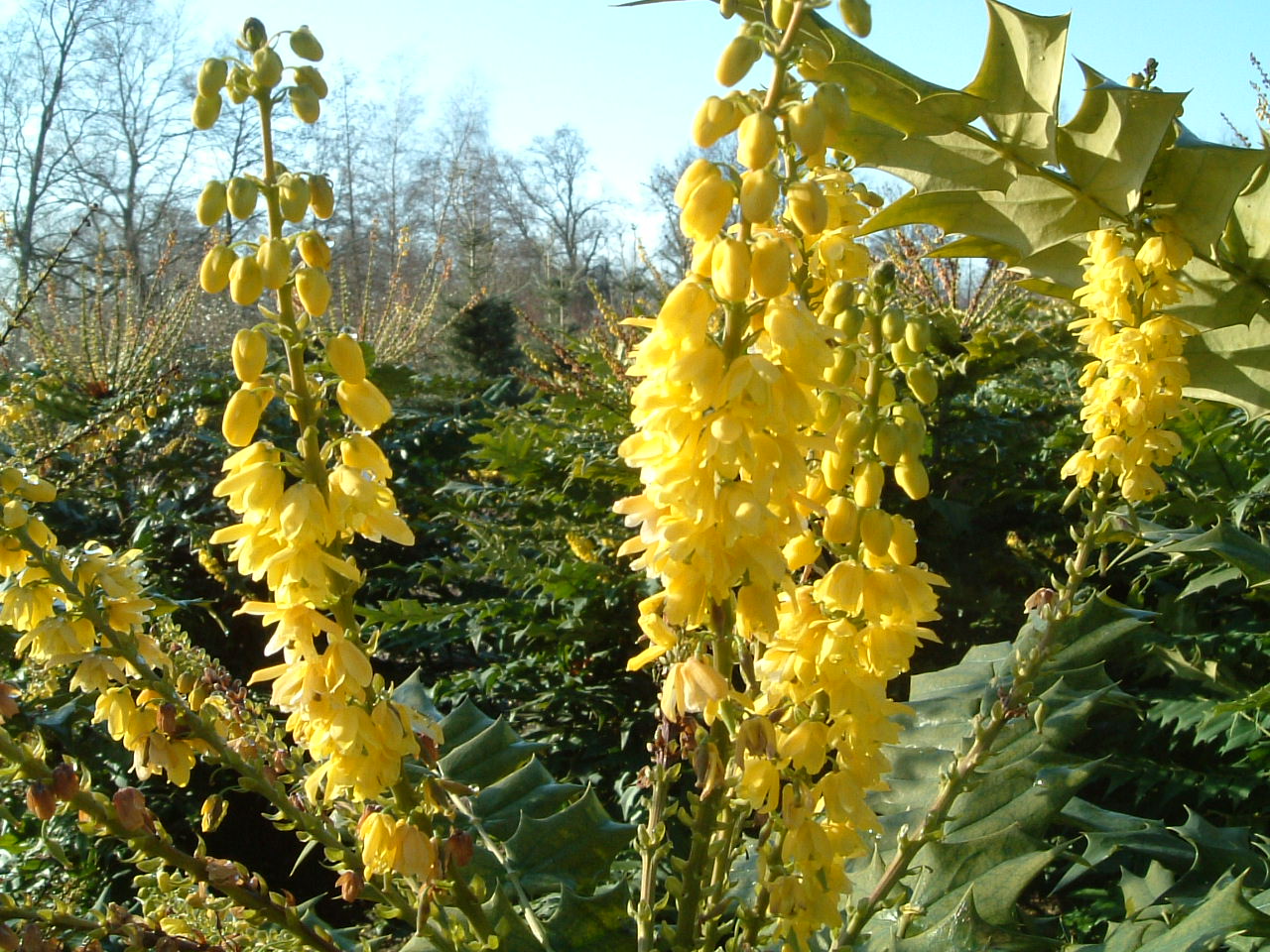 Mahonia japonica bloesem