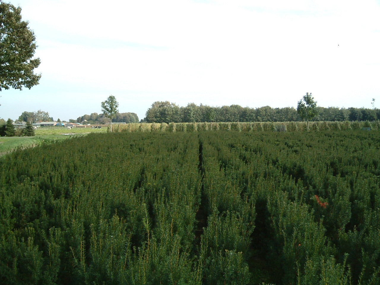 Taxus media 'Hicksii' Tuinplanten