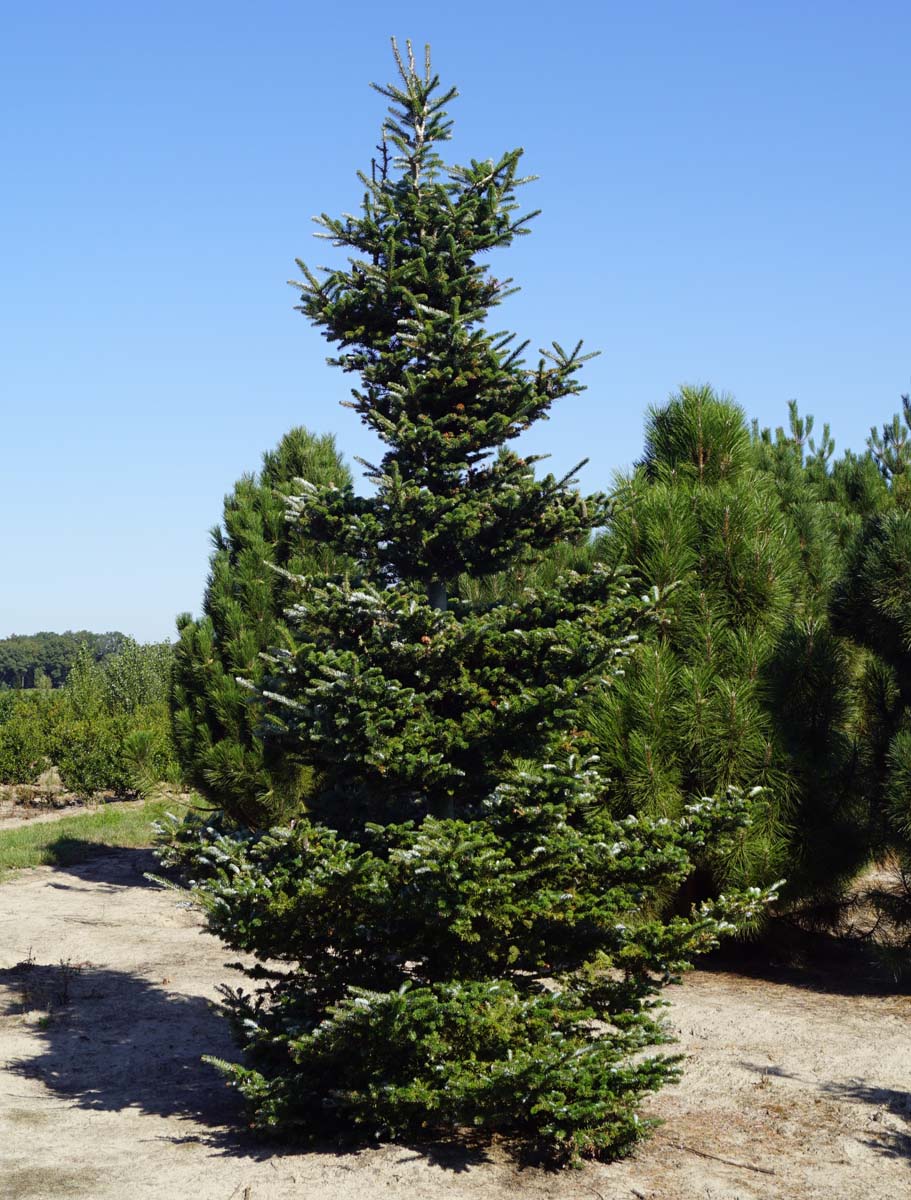 Abies koreana solitair solitair