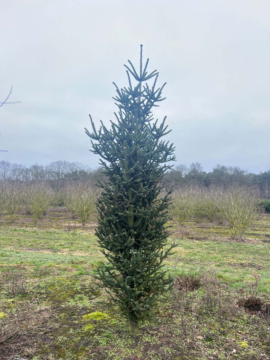 Abies pinsapo 'Fastigiata' solitair