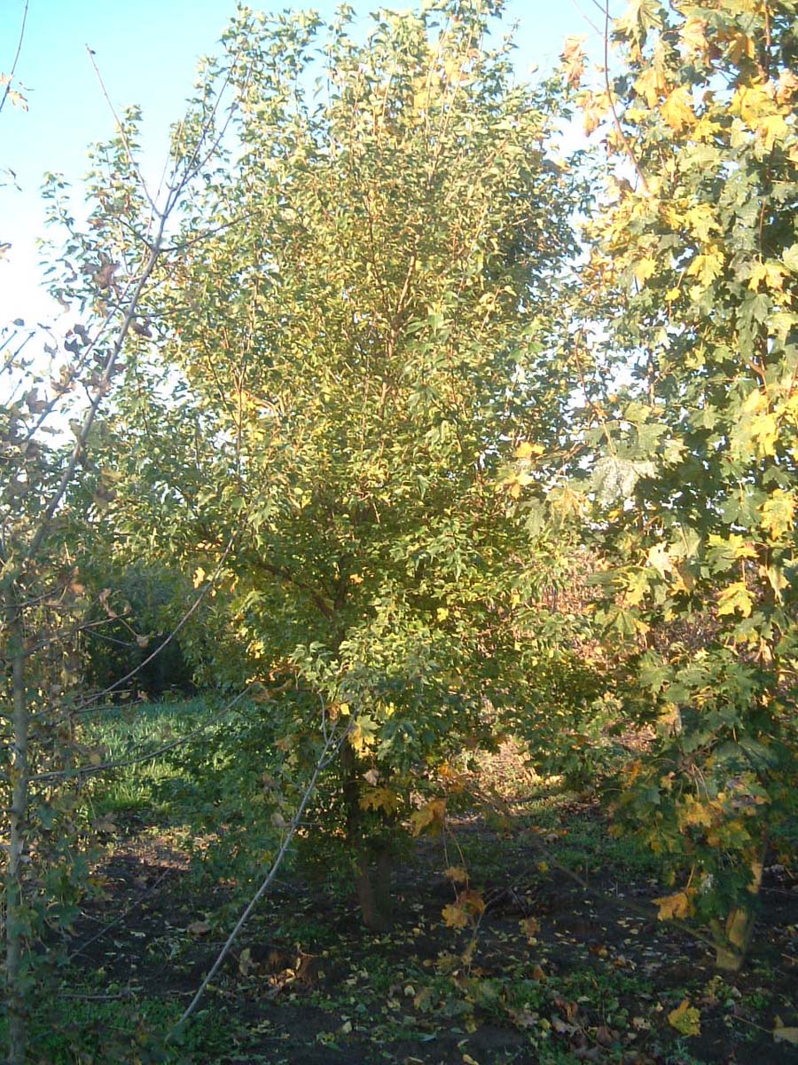 Acer buergerianum meerstammig / struik meerstammig