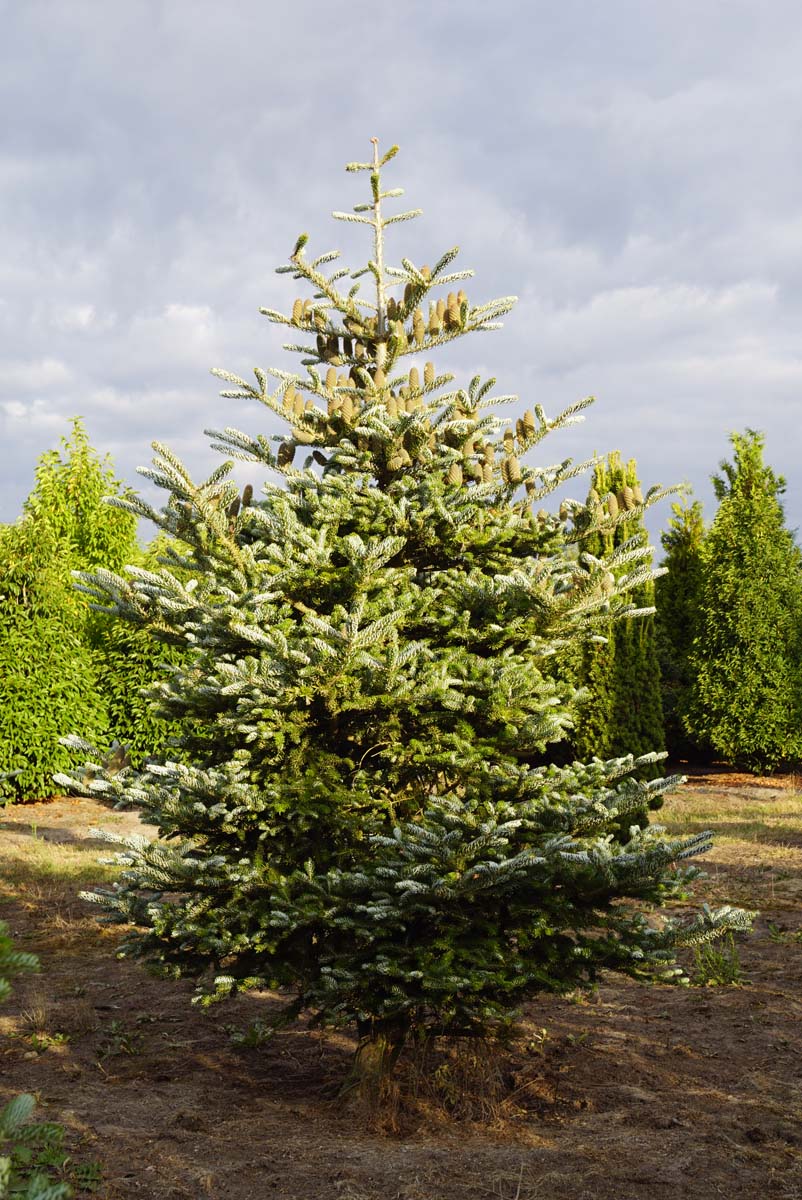 Abies koreana 'Silberlocke' solitair