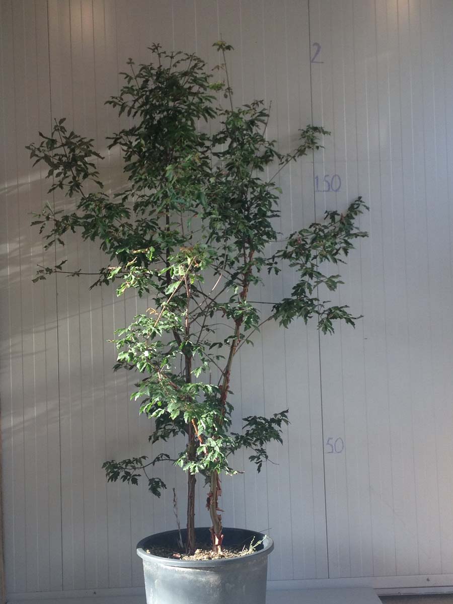 Acer griseum Tuinplanten tuinplanten