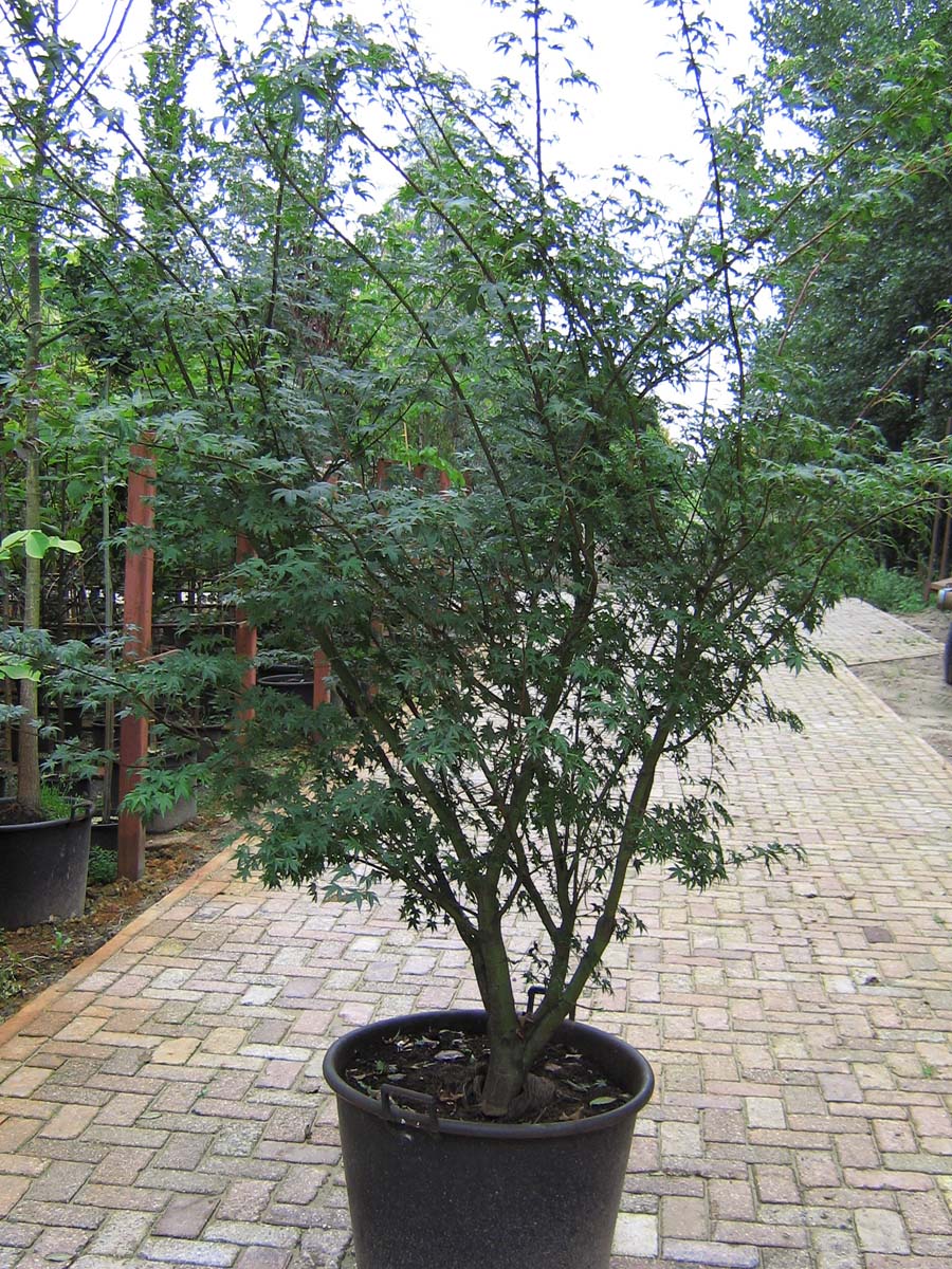 Acer palmatum Tuinplanten tuinplanten