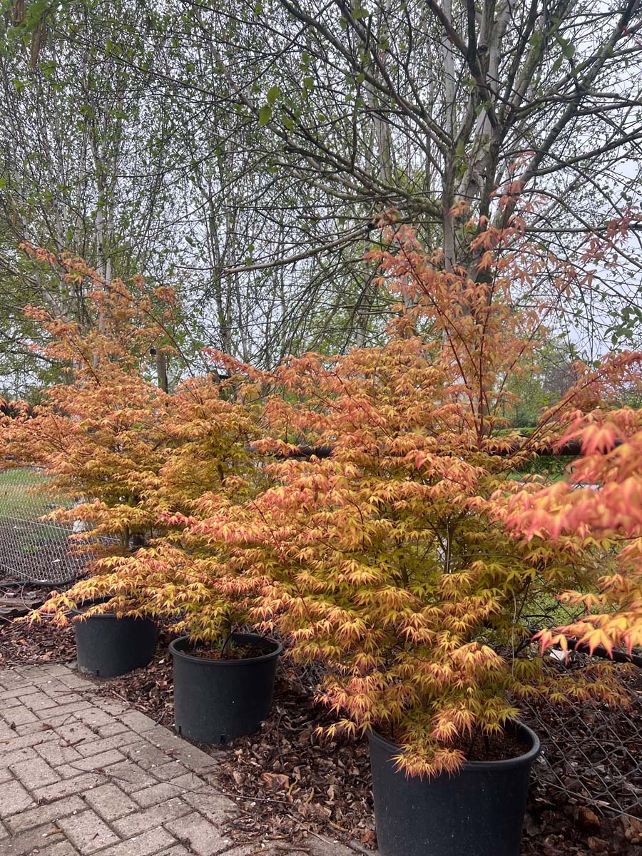 Acer palmatum 'Katsura' Tuinplanten tuinplanten