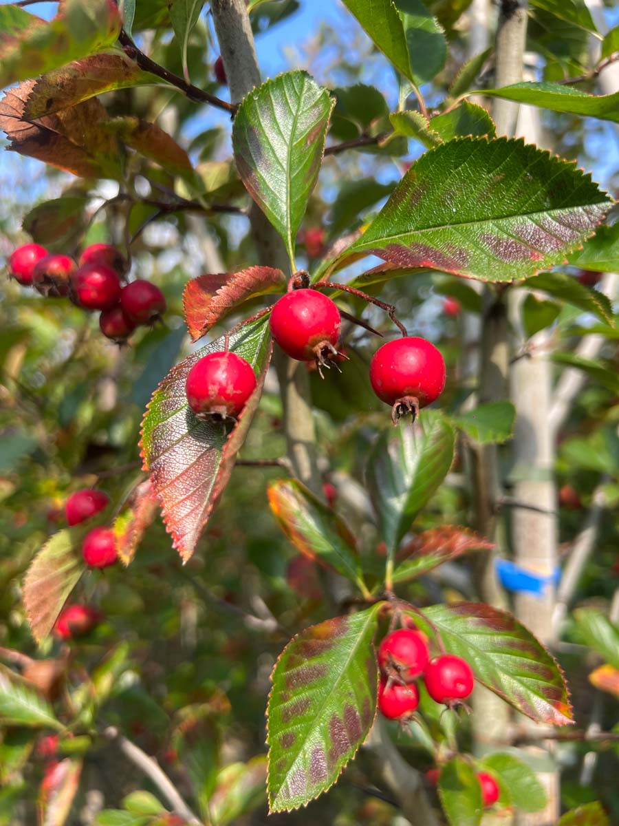 Crataegus succulenta 'Jubilee' Tuinplanten vrucht