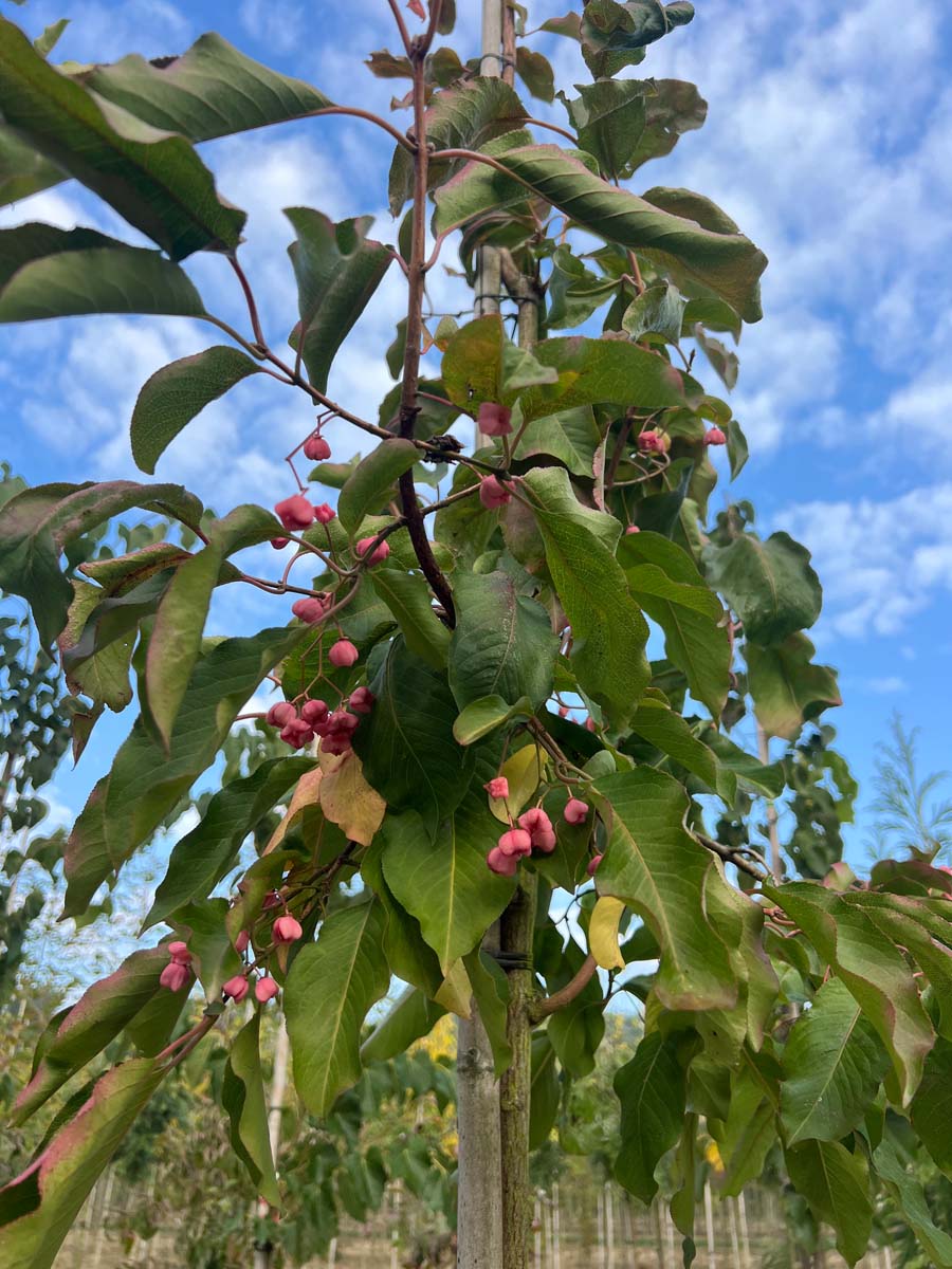 Euonymus hamiltonianus 'Indian Summer' op stam bes