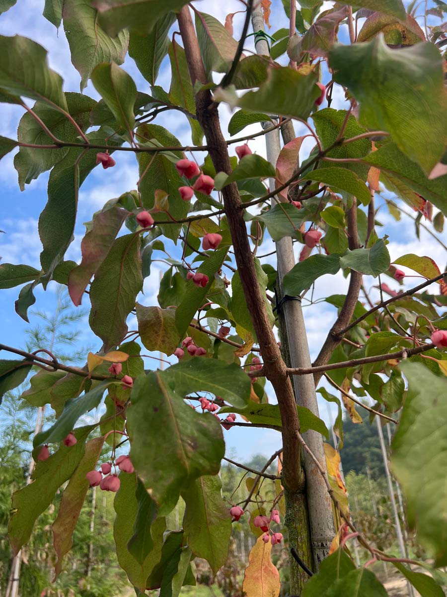 Euonymus hamiltonianus 'Indian Summer' op stam blad