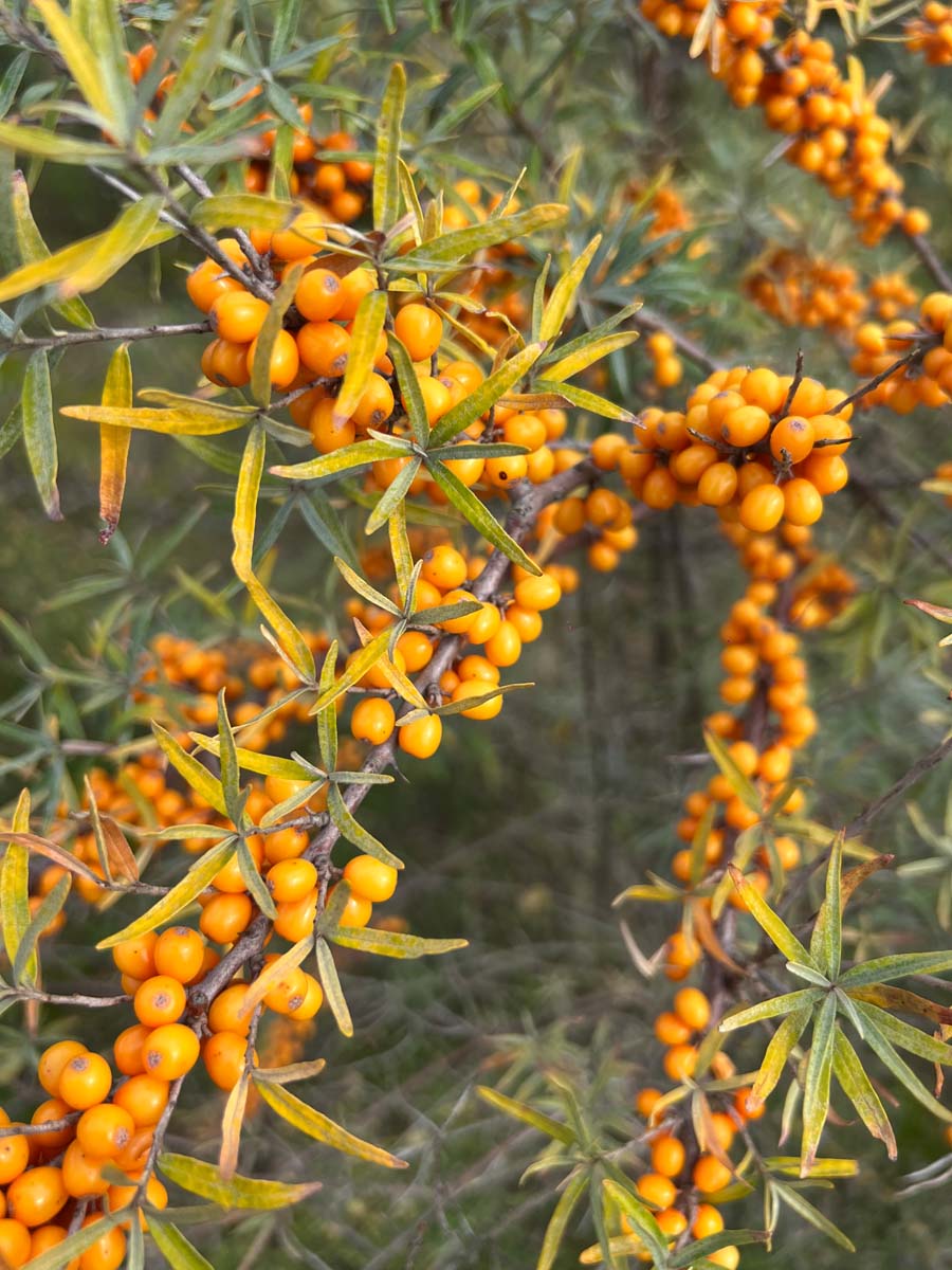 Hippophae rhamnoides haagplant vrucht