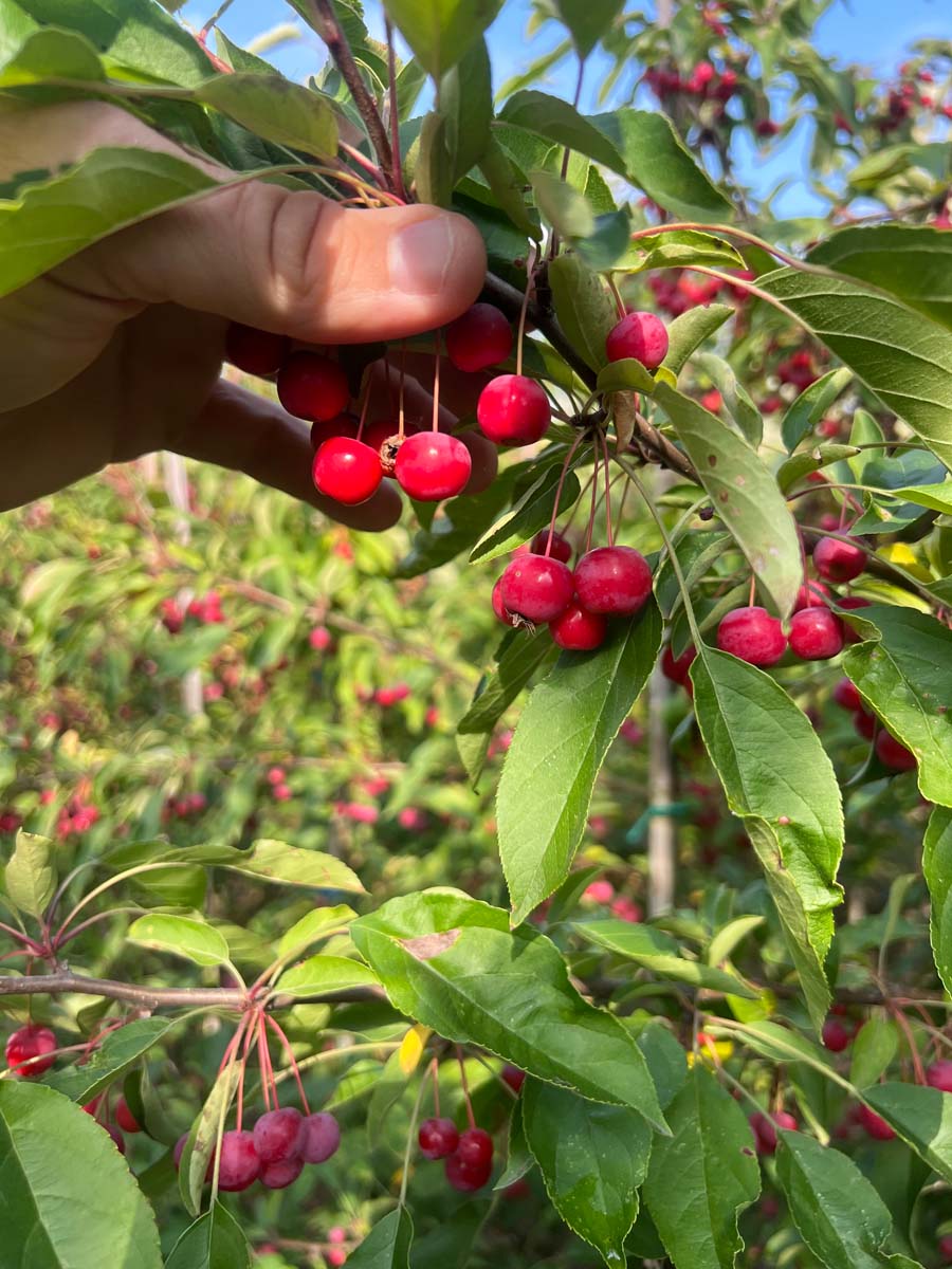 Malus hupehensis meerstammig / struik vrucht
