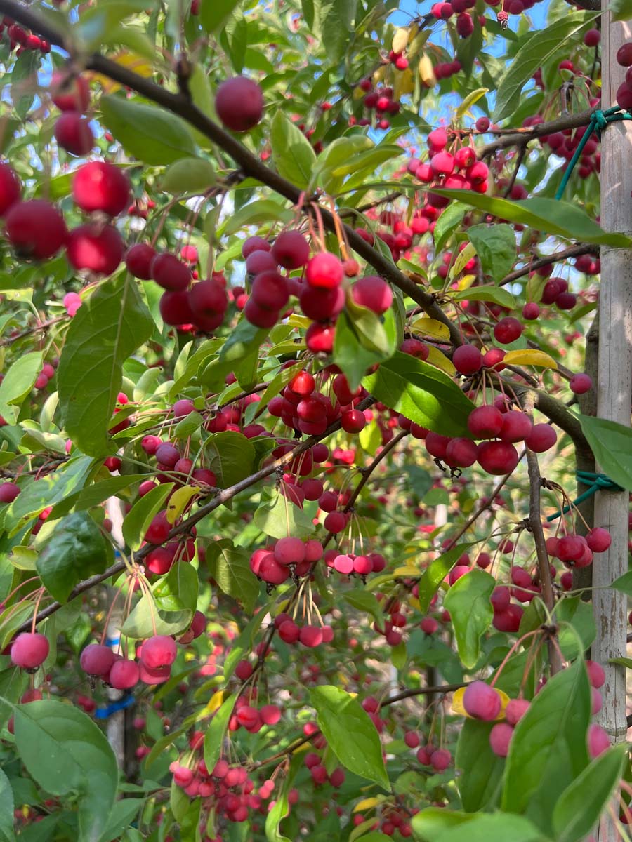 Malus hupehensis op stam vruchten