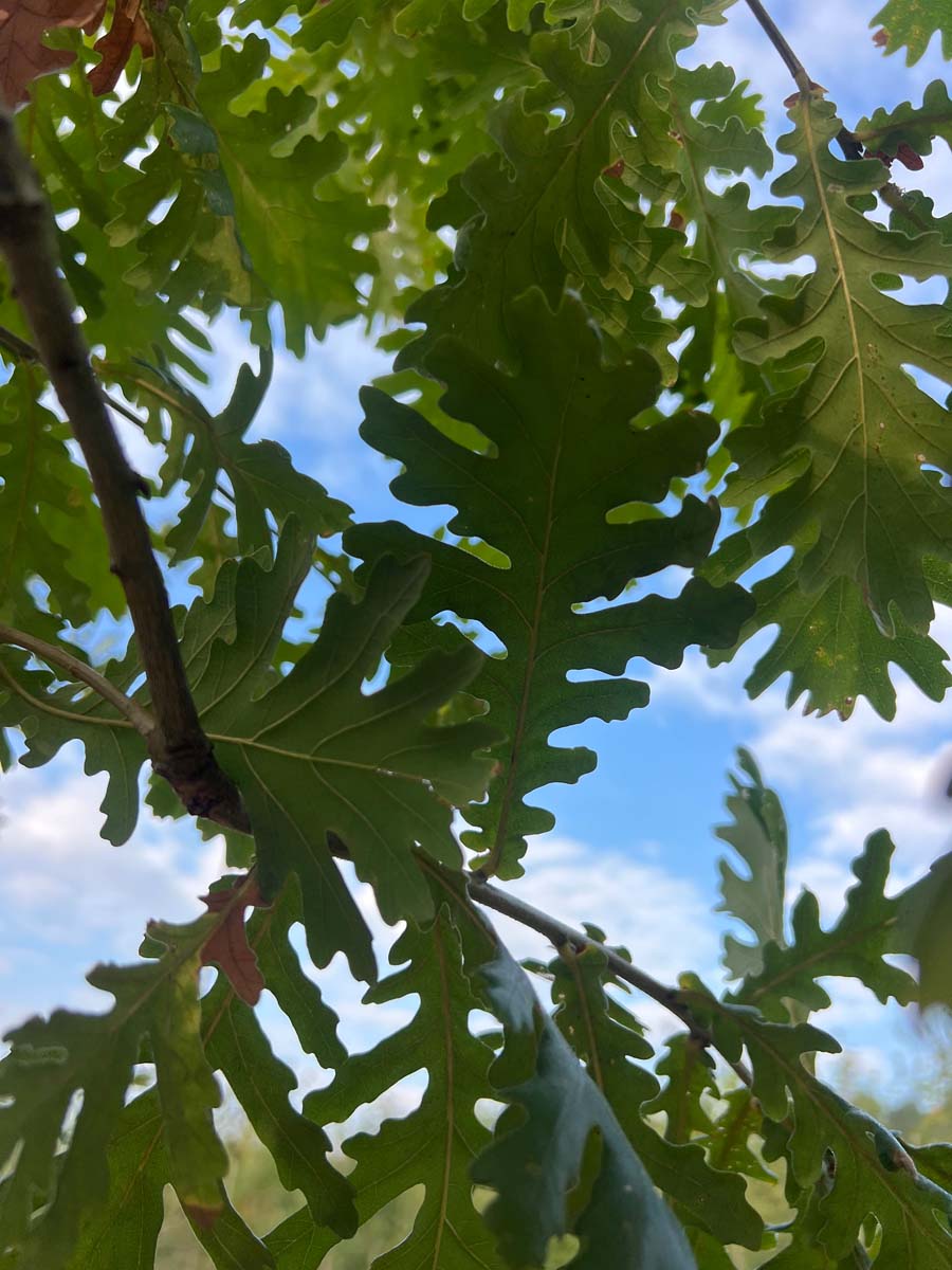 Quercus frainetto op stam bladeren