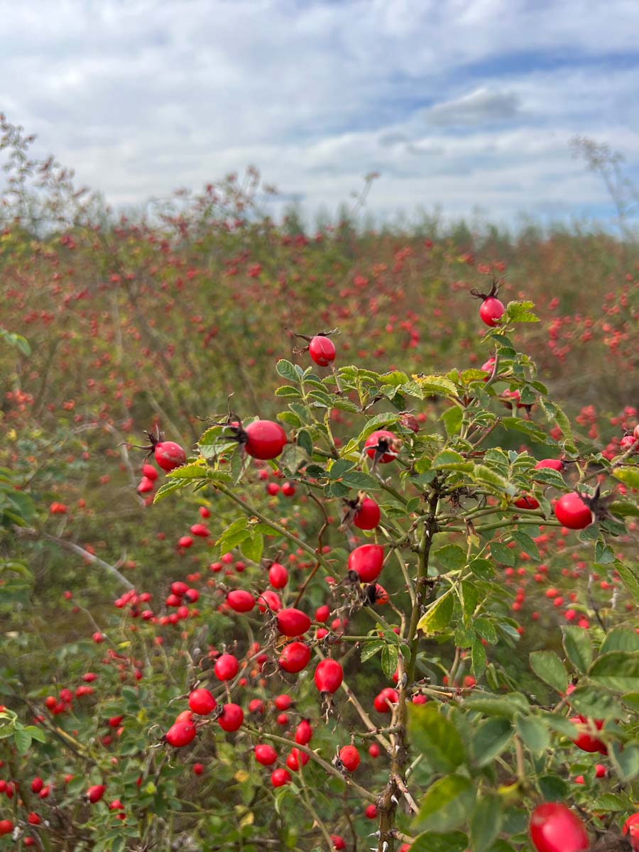 Rosa canina (o) meerstammig / struik haag