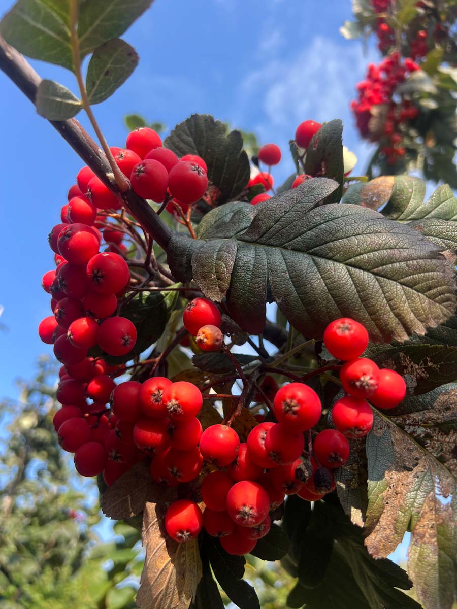 Sorbus hybrida 'Gibbsii' Tuinplanten bes
