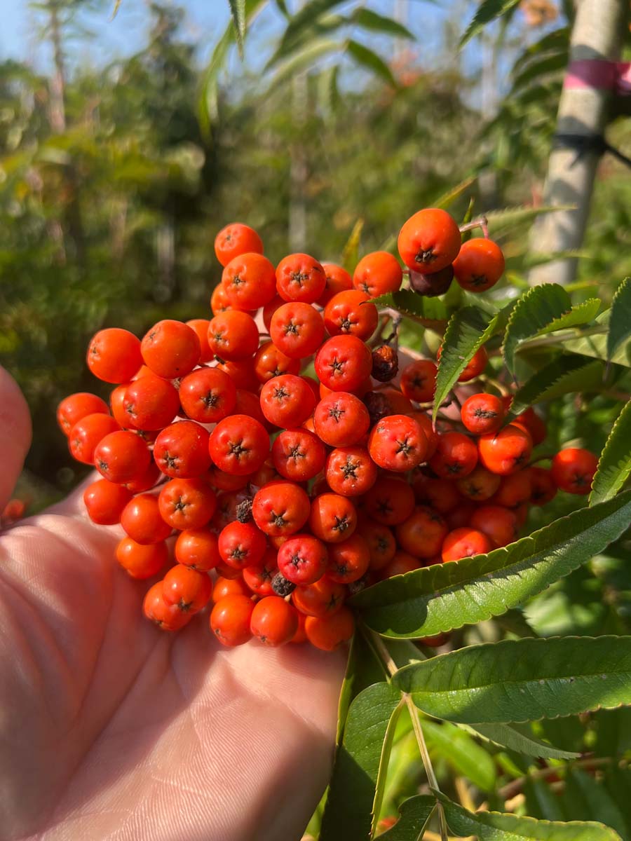 Sorbus randaiensis Tuinplanten bes