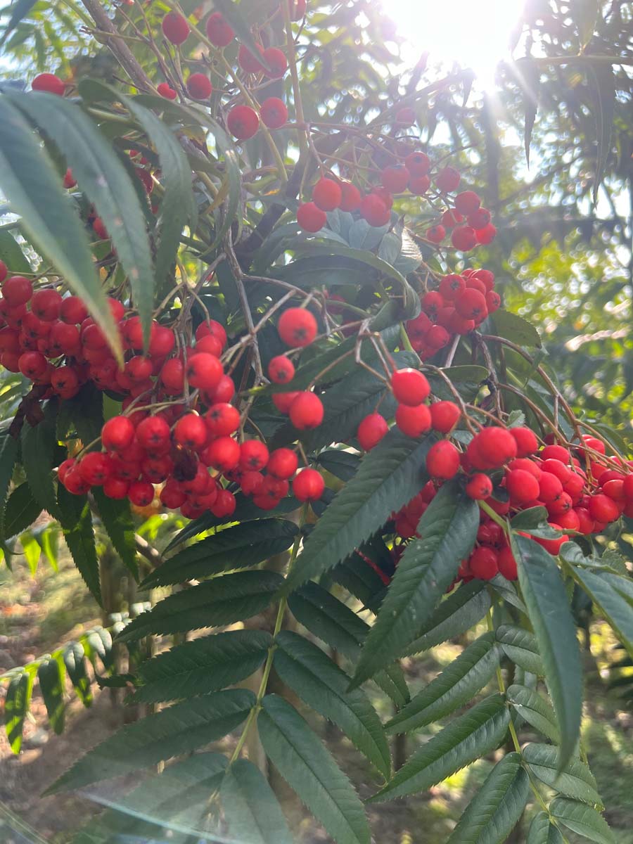 Sorbus scalaris op stam bes