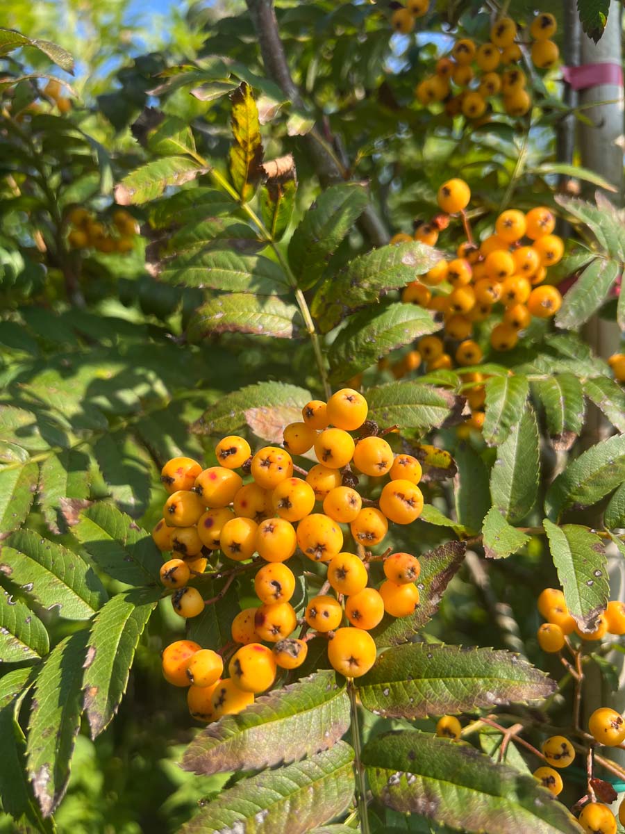 Sorbus 'Sunshine' Tuinplanten bes