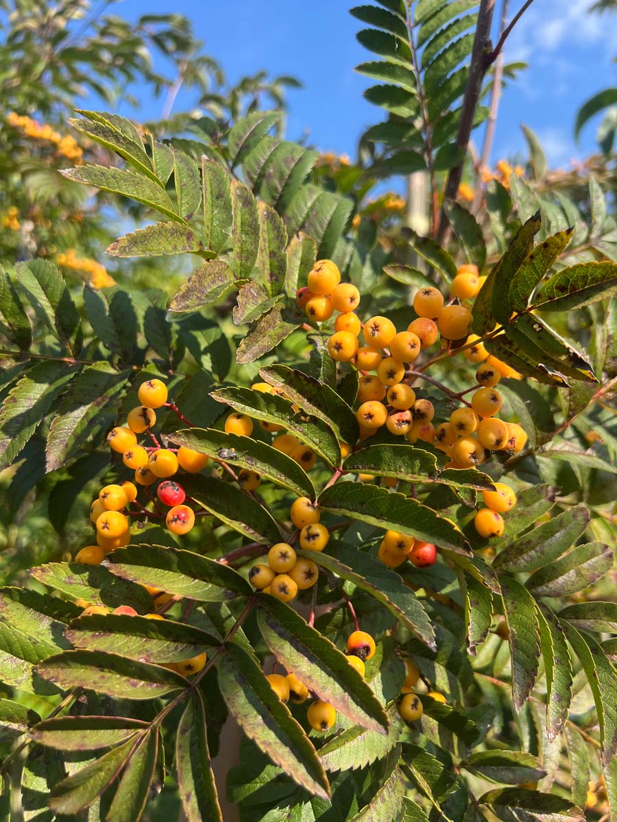 Sorbus 'Sunshine' op stam bes
