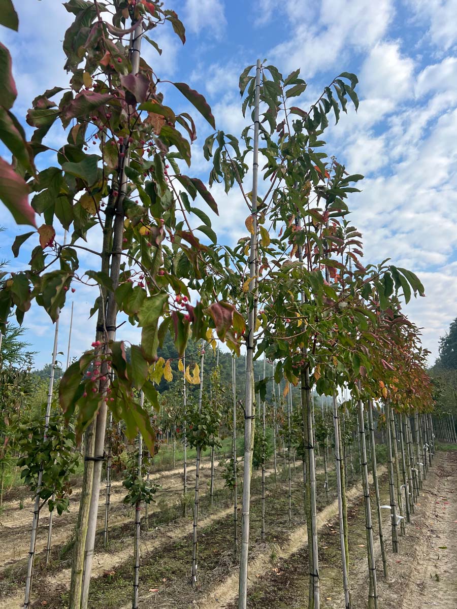 Euonymus hamiltonianus 'Indian Summer' op stam op stam