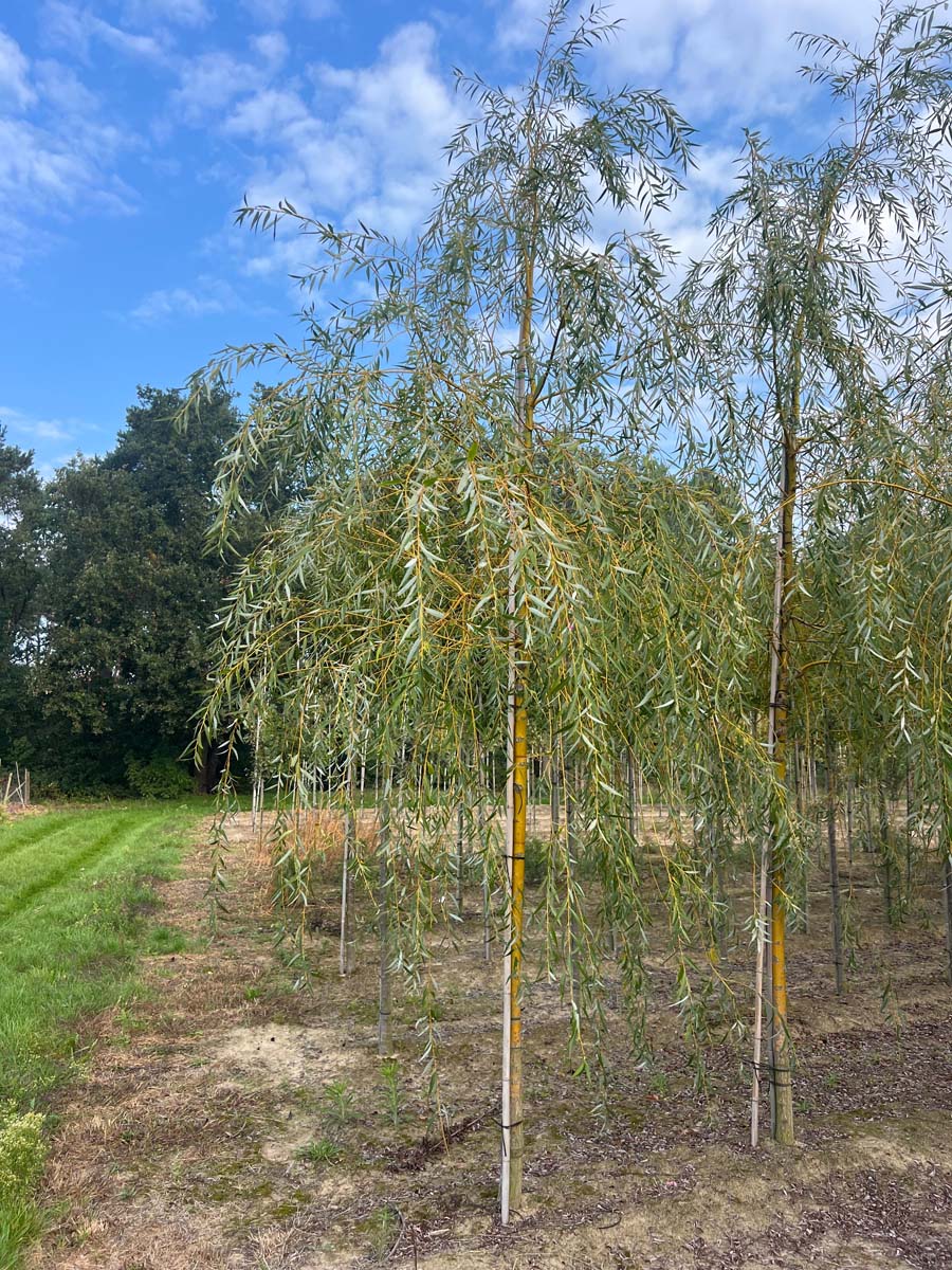 Salix sepulcralis 'Chrysocoma' op stam op stam