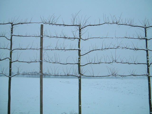 Tilia europaea 'Pallida' leiboom leiboom